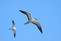 Sooty Terns (Onychoprion / Sterna fuscatus) seen from below in flight. Mauipihaa (Mopelia), French Polynesia, November.