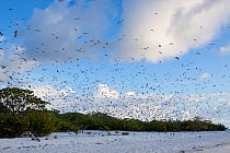 Large flock of Sooty Terns (Onychoprion / Sterna fuscatus) in flight over a breeding colony at dawn. Mauipihaa (Mopelia), French Polynesia, November.