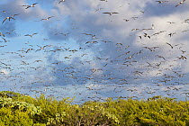 Large flock of Sooty Terns (Onychoprion / Sterna fuscatus) in flight. Mauipihaa (Mopelia), French Polynesia, November.
