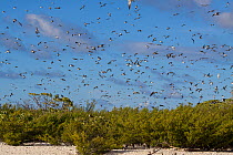 Large flock of Sooty Terns (Onychoprion / Sterna fuscatus) in flight over a breeding colony. Mauipihaa (Mopelia), French Polynesia, November.