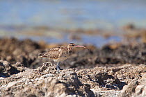 Bristle-thighed Curlew (Numenius tahitiensis) perched on rocks on the shoreline. Takutea, Cook Islands, November.