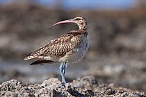 Bristle-thighed Curlew (Numenius tahitiensis) looking back over its shoulder. Diagnostic bristles are visible. Takutea, Cook Islands, November.