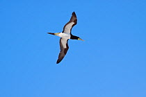 Brown Booby (Sula leucogaster) in flight, seen from below. Takutea, Cook Islands, November.