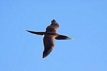 Brown Booby (Sula leucogaster) in flight from side on showing upperwing. Takutea, Cook Islands, November.