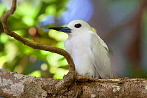 White / Fairy Tern (Gygis alba) incubating an egg on a branch nest. The egg is just visible. Takutea, Cook Islands, November.