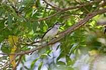Polynesian Triller (Lalage maculosa) perched amongst tree branches. Niue, Polynesia, November.