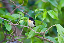 Orange-breasted Myzomela / Honeyeater (Myzomela jugularis) male perched on a branch. Vaunggava, Southern Lau Group, Fiji, November.