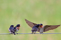 Adult Welcome Swallow (Hirundo neoxena) feeding fledglings perched on a wire fence. Wenderholm Regional Park, Auckland, New Zealand, December.
