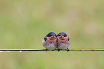 Fledgling Welcome Swallows (Hirundo neoxena) huddled together on a wire fence waiting to be fed. Wenderholm Regional Park, Auckland, New Zealand, December.