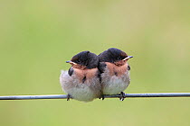 Fledgling Welcome Swallows (Hirundo neoxena) huddled together on a wire fence waiting to be fed. Wenderholm Regional Park, Auckland, New Zealand, December.