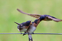 Adult Welcome Swallow (Hirundo neoxena) feeding fledglings perched on a wire fence. Wenderholm Regional Park, Auckland, New Zealand, December.