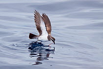 White-faced Storm-Petrel (Pelagodroma marina) pulling prey from the sea whilst "water skipping" - walking on water with wings raised. Hauraki Gulf, Auckland, New Zealand, February.