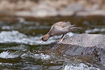 Immature New Zealand Blue Duck (Hymenolaimus malacorhynchos) about to enter the river from a rock. Ruatiti Domain, Maunganui-o-teao River, New Zealand, February.