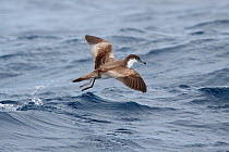 Buller's Shearwater (Puffinus bulleri) in flight showing upperwing, skipping over wavelets. Off North Cape, New Zealand, April.