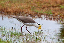 Masked Lapwing / Plover (Vanellus miles miles) foraging in shallow water. This is the northern subspecies. Near Cairns, Queensland, Australia, April.