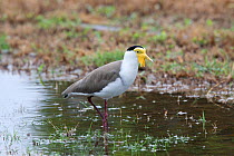 Masked Lapwing / Plover (Vanellus miles miles) walking in shallow water. This is the northern subspecies. Near Cairns, Queensland, Australia, April.