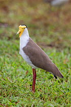 Masked Lapwing / Plover (Vanellus miles miles) on short grass. This is the northern subspecies. Near Cairns, Queensland, Australia, April.