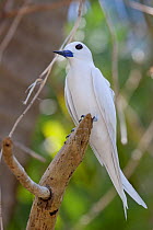 White / Fairy Tern (Gygis alba) perched on a branch. Gaferut Atoll, Yap Group, Federated States of Micronesia, April.