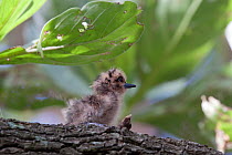 White / Fairy Tern (Gygis alba) chick on a branch. Gaferut Atoll, Yap Group, Federated States of Micronesia, April.
