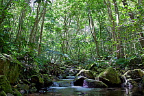 Native forest and stream in the Papehue Valley, Tahiti. This is one of the last remaining natural forest areas on the island. September 2009.