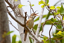 Tuamotu Reed Warbler (Acrocephalus atyphus) singing from a perch. Motu Omai, Rangiroa Atoll, Tuamotus, French Polynesia, September.