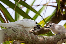 Adult White / Fairy Tern (Gygis alba) feeding fish to its small chick perched on a branch. Henderson Island, Pitcairn Group, September.