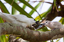 Adult White / Fairy Tern (Gygis alba) feeding fish to its small chick perched on a branch. Henderson Island, Pitcairn Group, September.