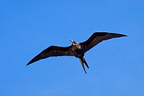 Great Frigatebird (Fregata minor) male in flight against a blue sky, showing underwing and deflated throat-pouch. Ducie Island, Pitcairn Group, September.