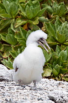 Masked Booby (Sula dactylatra) chick in fluffy down on a coral-rubble beach. Ducie Island, Pitcairn Group, September.