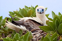 Red-footed Booby (Sula sula) on its nest in a low shrub. Ducie Island, Pitcairn Group, September.
