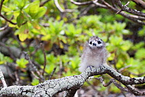 White / Fairy Tern (Gygis alba) chick with downy plumage perched on a branch. Ducie Island, Pitcairn Group, September.