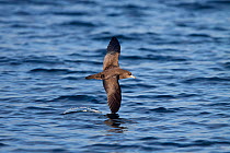Flesh-footed Shearwater (Puffinus carneipes) in flight low over the sea, cutting the water with its wingtip. Hauraki Gulf, Auckland, New Zealand, October.