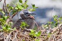 Common / Brown Noddy (Anous stolidus) chick at its nest, panting in the heat. Motu Omai, Rangiroa Atoll, Tuamotus, French Polynesia, November.