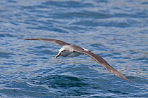 Buller's Albatross (Thalassarche bulleri) in flight low over the sea showing upperwing. The Pyramid, Chatham Islands, New Zealand, December.