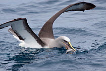 Buller's Albatross (Thalassarche bulleri) feeding on fish offal on the sea with wings raised. The Pyramid, Chatham Islands, New Zealand, December.