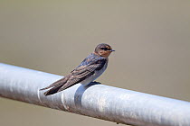 Welcome Swallow (Hirundo neoxena) resting on a metal fence. Ambury Regional Park, Auckland, New Zealand, February.