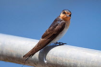 Welcome Swallow (Hirundo neoxena) resting on a metal fence. Ambury Regional Park, Auckland, New Zealand, February.