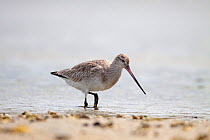 Eastern Bar-tailed Godwit (Limosa lapponica baueri) female in non-breeding plumage wading in shallow water. Waipu Estuary, Northland, New Zealand, February.