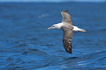 White-capped Albatross (Thalassarche steadi) in flight over sea showing upperwing. Off North Cape, New Zealand, April.