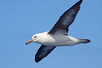 Immature Campbell Albatross (Thalassarche impavida) in flight showing underwing. Diagnostic pale eye of this species is visible. Off North Cape, New Zealand, April.