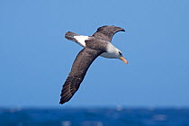 Campbell Albatross (Thalassarche impavida) in flight showing upperwing. Off North Cape, New Zealand, April.