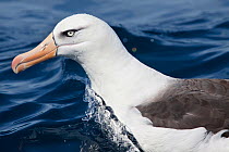 Campbell Albatross (Thalassarche impavida) swimming on the sea surface. Note the diagnostic pale eye of this species. Off North Cape, New Zealand, April.