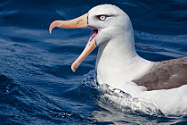 Campbell Albatross (Thalassarche impavida) swimming on the water with bill wide open in threat display. Note the diagnostic pale eye of this species. Off North Cape, New Zealand, April.