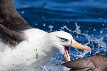 Campbell albatross (Thalassarche impavida) in threat display. Note the diagnostic pale eye of this species. Off North Cape, New Zealand, April.