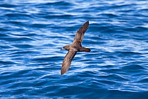 Flesh-footed Shearwater (Puffinus carneipes) in flight low over the sea showing the upperwing. Off North Cape, New Zealand, April.