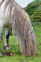 Grey Rum Pony (Equus ferus caballus) showing the characteristic long mane. Isle of Rum, Scotland, August.