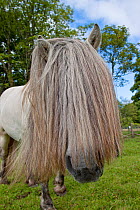 Grey Rum Pony (Equus ferus caballus) showing the characteristic long mane. Isle of Rum, Scotland, August.