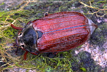 Adult Cockchafer (Melolontha) in spring. Dorset, UK, May.