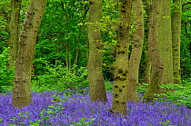 Hagbourne Copse with flowering Bluebells (Hyacinthoides non-scripta). Swindon, Wiltshire, UK, May.