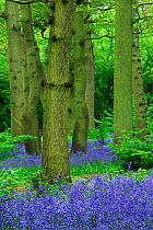 Hagbourne Copse with flowering  Bluebells (Hyacinthoides non-scripta). Swindon, Wiltshire, UK, May.